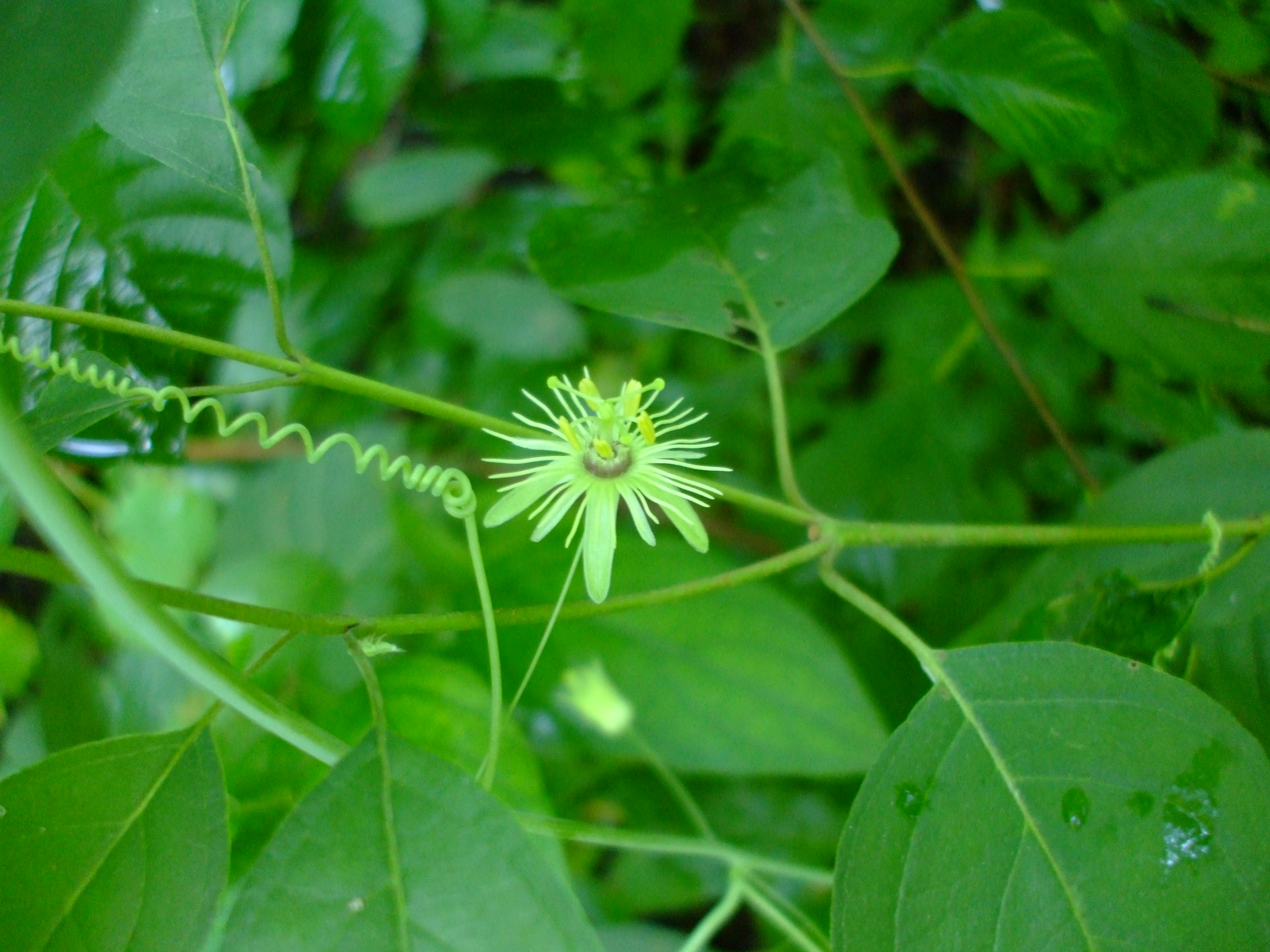 Passiflora lutea